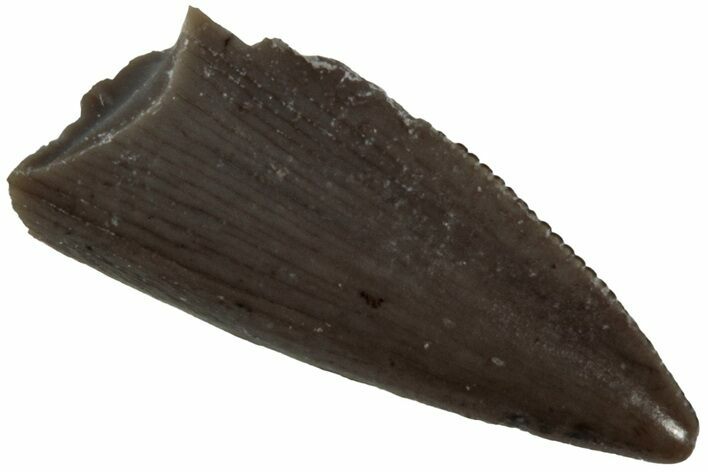 Serrated, Triassic Reptile (Postosuchus?) Tooth - Arizona #231204